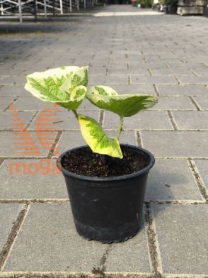 Slika Brunnera macrophylla "Variegata"