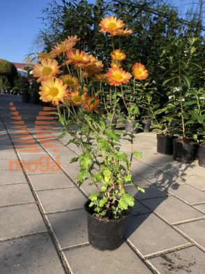Slika Chrysanthemum indicum "Dernier Soleil"