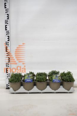 http://twentheplant.nl/tsd/82138_LIDGWARD_8P12_1.jpg