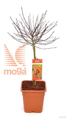 http://twentheplant.nl/tsd/82824_ACPSHAIN_S040C15_1.jpg