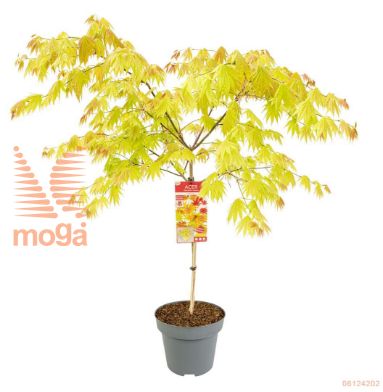 http://twentheplant.nl/tsd/82824_ACSMOONR_S040C15_2.jpg