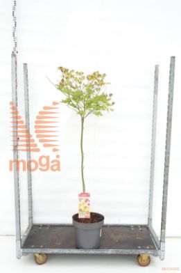 http://twentheplant.nl/tsd/82824_ACSMOONR_S120C14_1.jpg