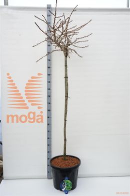 http://twentheplant.nl/tsd/54062_GIBMARIK_s150c35_1.jpg
