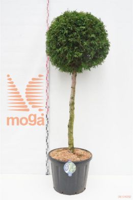http://twentheplant.nl/tsd/54062_THOBRABA_S100C110_1.jpg