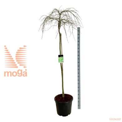 http://twentheplant.nl/tsd/55037_ACPDISSE_S160C55_1.jpg