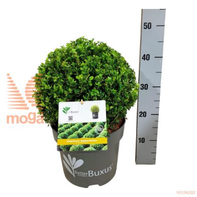 http://twentheplant.nl/tsd/55028_BBBBEAUT_vbl30p26_1.jpg