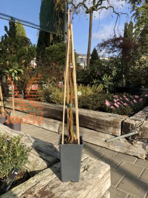 Slika Actinidia chinensis "Kiwi Gold"