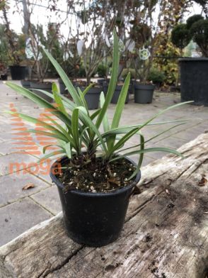 Slika Agapanthus "Black Magic"