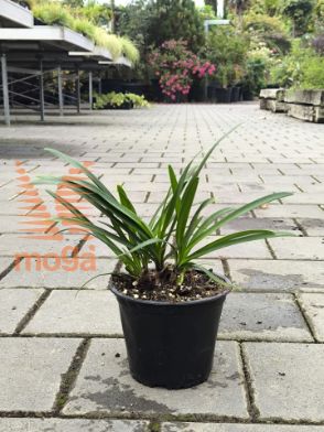 Slika Agapanthus "Poppin Star"