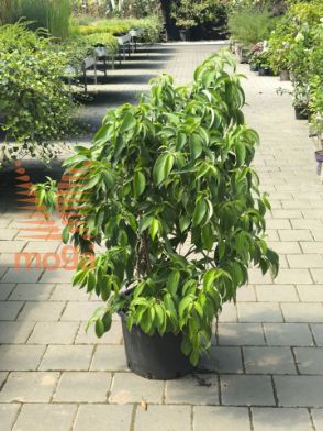 Slika Cornus eliiptica "Empress of China"