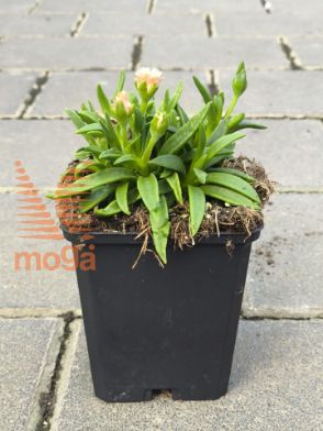 Slika Delosperma sutherlandii "Peach Star"