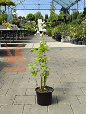 Slika Delphinium "Magic Fountain White"