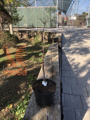 Slika divji bezeg