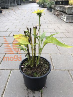 Slika Echinacea purpurea "Mellow Yellow"