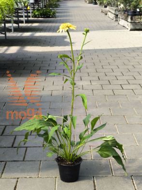 Slika Echinacea purpurea "Eccentric Yellow"