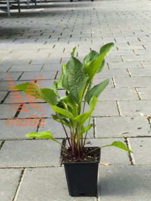 Slika Echinacea purpurea "Rubinstern"