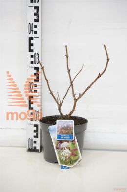 http://twentheplant.nl/tsd/90551_SANSEREN_8p17030040_1.jpg