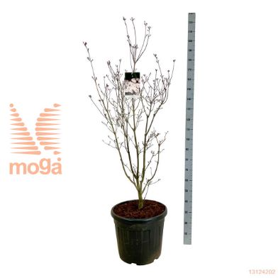 http://twentheplant.nl/tsd/55037_COAURORA_9C55125150E_1.jpg