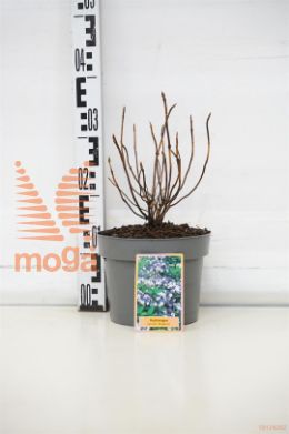 http://twentheplant.nl/tsd/76405_HYSBLUEB_8P19_1.jpg