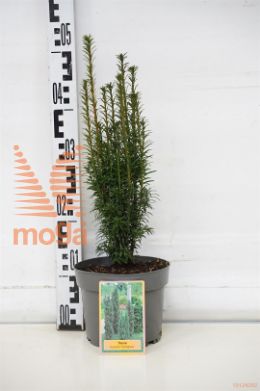 http://twentheplant.nl/tsd/76405_TABFASTI_8P17030040_1.jpg