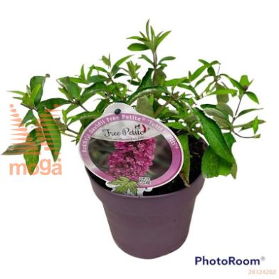http://twentheplant.nl/tsd/82093_BUDFPTFR_8P19_2.jpg