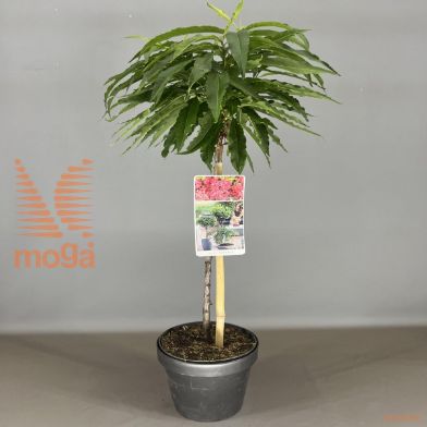 http://twentheplant.nl/tsd/56050_PRPRPEAC_S050C93JR_1.jpg