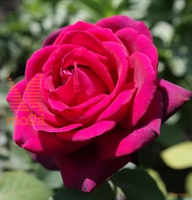 http://twentheplant.nl/tsd/74813_ROGDIANA_s090p26_1.jpg