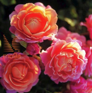 http://twentheplant.nl/tsd/74813_ROMCURIE_S050P23_1.jpg