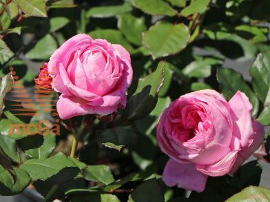 http://twentheplant.nl/tsd/74813_RORMHENR_s090p26_1.jpg