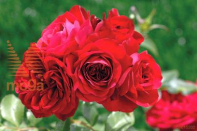 http://twentheplant.nl/tsd/74813_RRMEILOV_S090P26_1.jpg