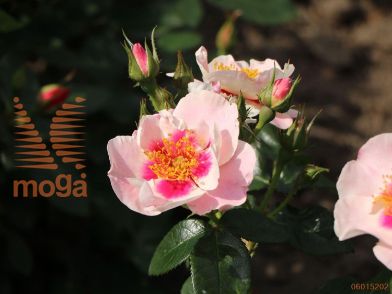http://twentheplant.nl/tsd/74813_ROSYIRED_s050p23_1.jpg