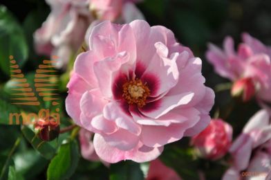 http://twentheplant.nl/tsd/74813_ROBEYES_s050p23_1.jpg