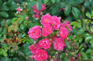 http://twentheplant.nl/tsd/74813_ROSLFAIR_S070P26_1.jpg