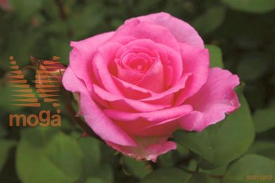 http://twentheplant.nl/tsd/74813_ROBEVERL_S090P26_1.jpg