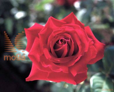 http://twentheplant.nl/tsd/74813_RODUFTFE_S090P26_1.jpg