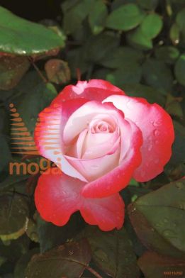 http://twentheplant.nl/tsd/74813_RONOSTAL_S090P26_1.jpg