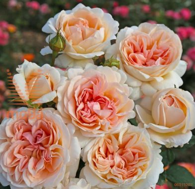 http://twentheplant.nl/tsd/74813_ROGLUISE_s090p26_1.jpg
