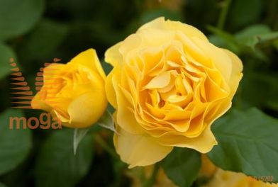 http://twentheplant.nl/tsd/74813_ROAFABUL_s090p26_1.jpg