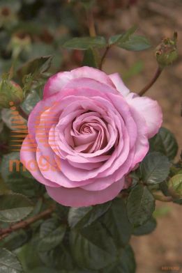 http://twentheplant.nl/tsd/74813_ROSBGIRL_S090P26_1.jpg