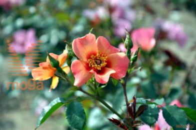 http://twentheplant.nl/tsd/74813_ROFYEONL_S070P26_1.jpg