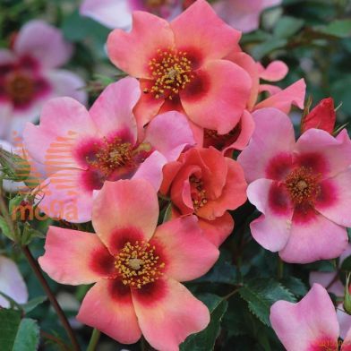 http://twentheplant.nl/tsd/74813_ROFYEONL_s050p23_1.jpg