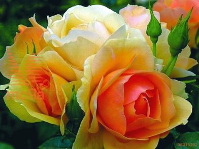 http://twentheplant.nl/tsd/74813_ROHROSTO_8P23_1.jpg