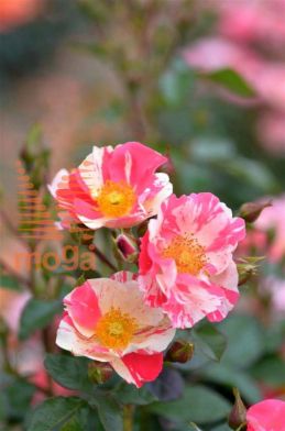 http://twentheplant.nl/tsd/74813_ROMGAMES_S090P26_1.jpg