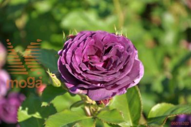 http://twentheplant.nl/tsd/74813_ROMINERV_S090P26_1.jpg