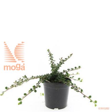 http://twentheplant.nl/tsd/54451_COPQCARP_8P15_1.jpg