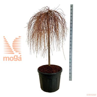 http://twentheplant.nl/tsd/55037_LAKSWEEP_S120C90EXT_1.jpg