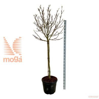 http://twentheplant.nl/tsd/55037_MASASUPE_s120c50e_1.jpg