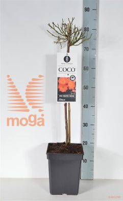 http://twentheplant.nl/tsd/74813_ROCOCORA_S050P23_1.jpg