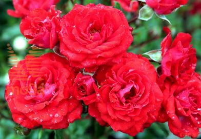 http://twentheplant.nl/tsd/74813_ROZ78_S050P23_1.jpg