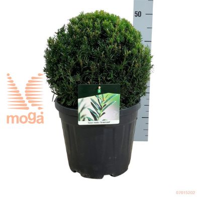 http://twentheplant.nl/tsd/55028_TAMGROEN_VBL3035C10_1.jpg